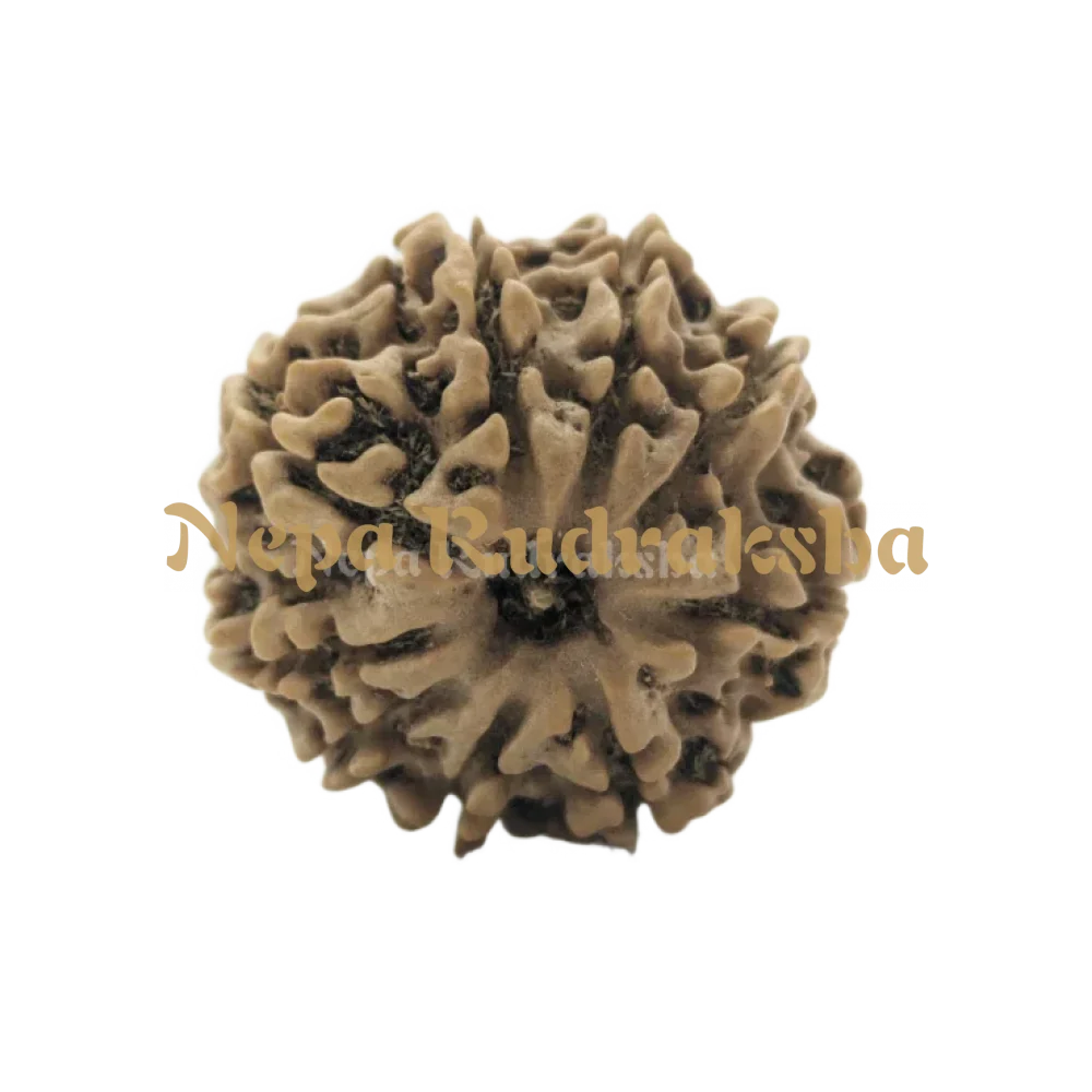 9 Mukhi (Medium) Rudraksha