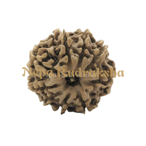 9 Mukhi (Medium) Rudraksha