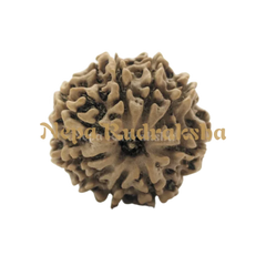 9 Mukhi (Medium) Rudraksha