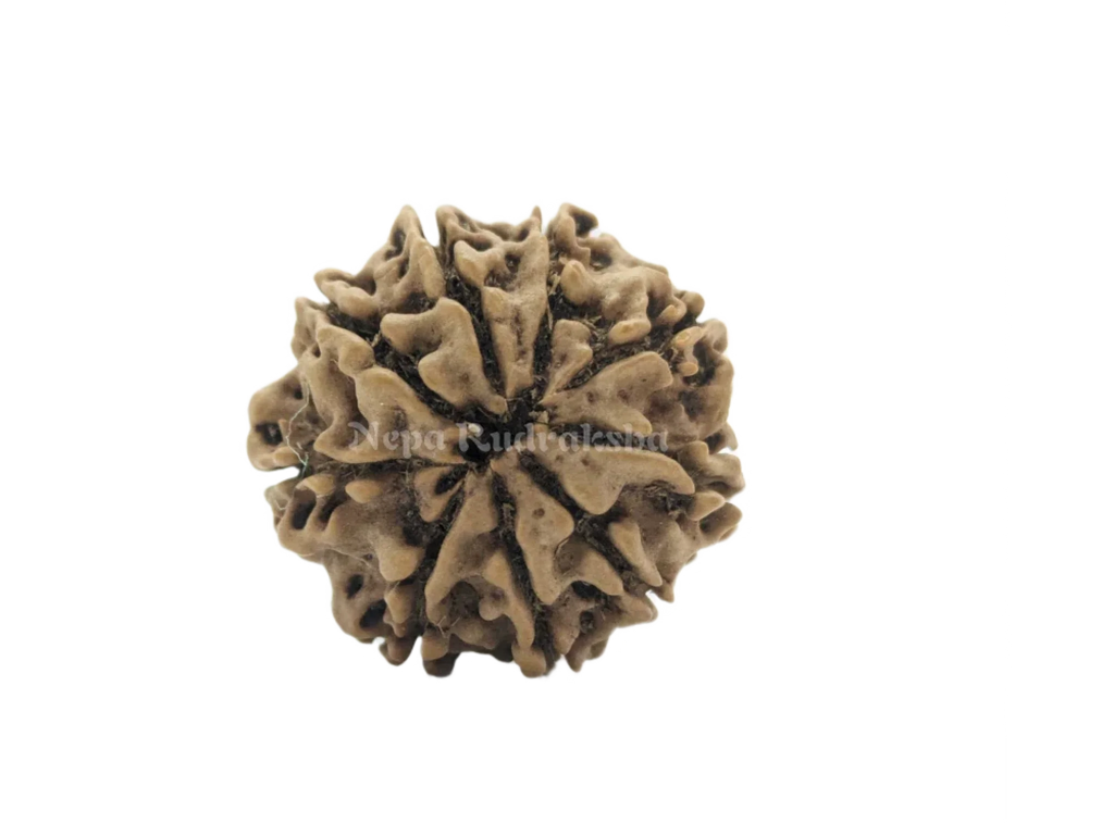 9 Mukhi (Medium) Rudraksha