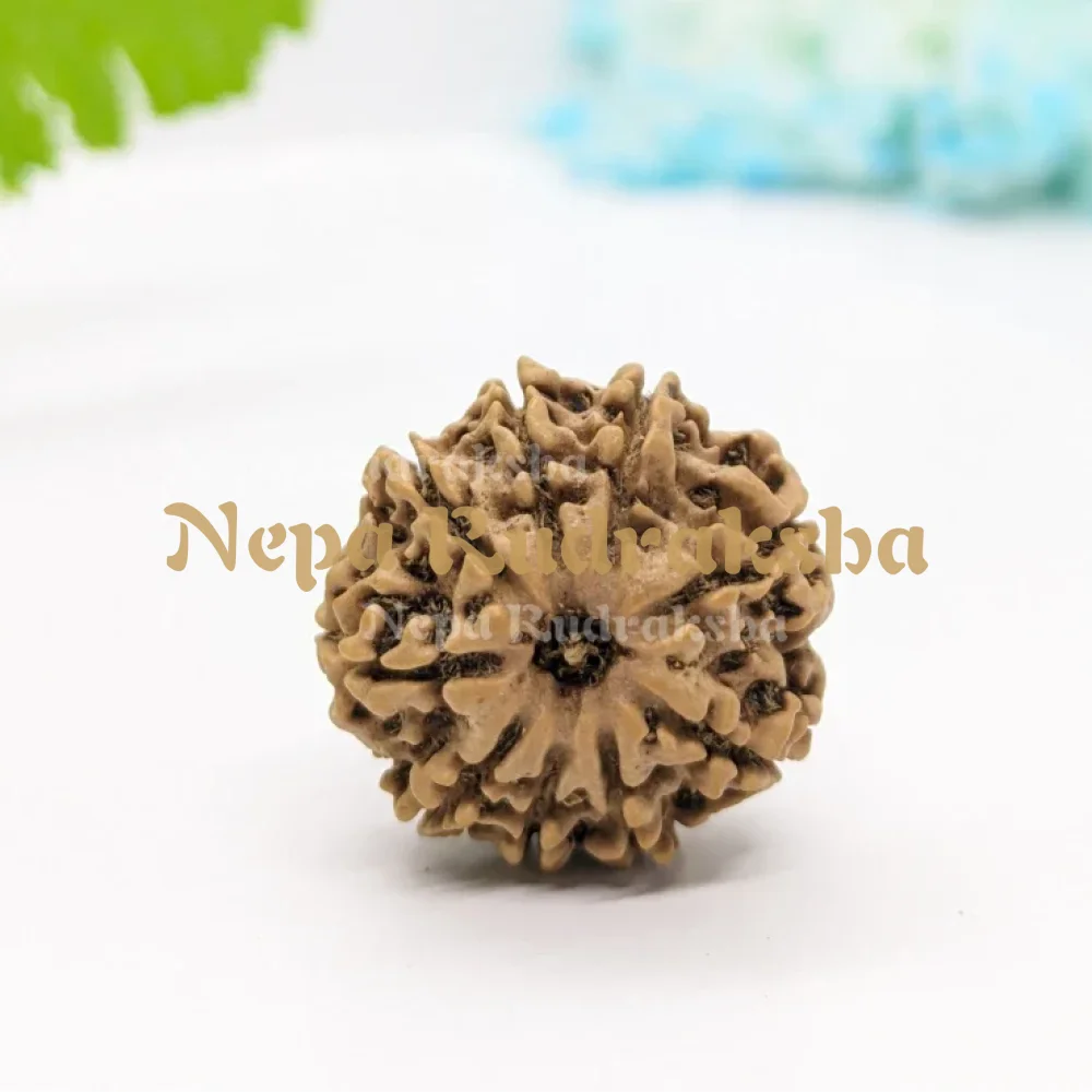 9 Mukhi (Medium) Rudraksha