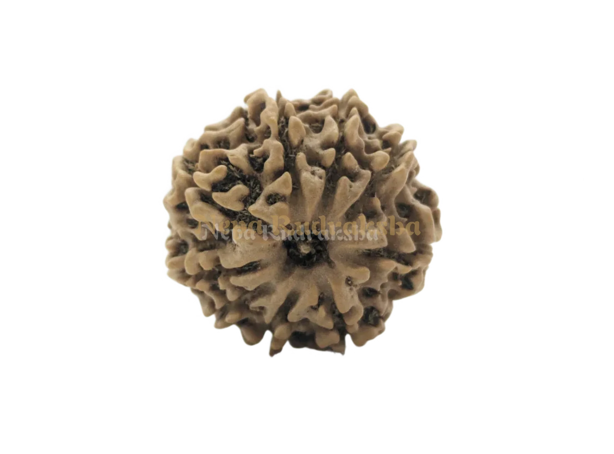 9 Mukhi (Medium) Rudraksha