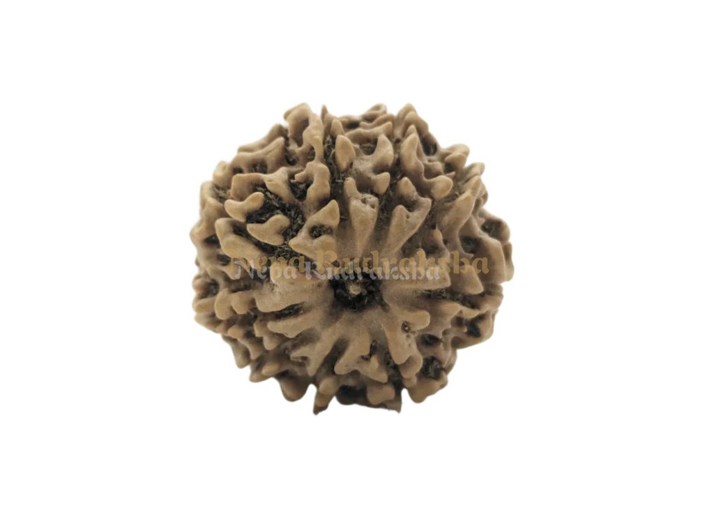 9 Mukhi (Medium) Rudraksha