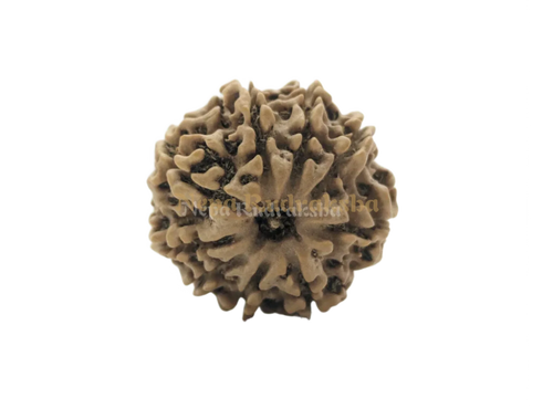 9 Mukhi (Medium) Rudraksha