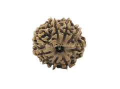 9 Mukhi (Medium) Rudraksha