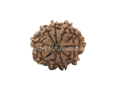 9 Mukhi (Regular) Rudraksha