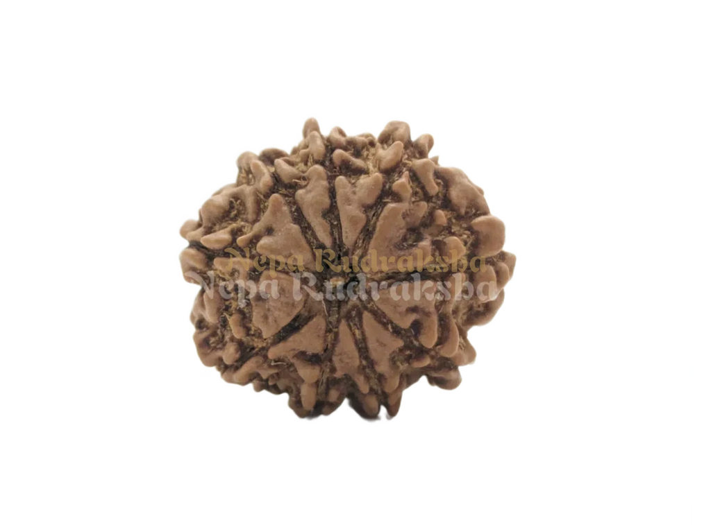 9 Mukhi (Regular) Rudraksha