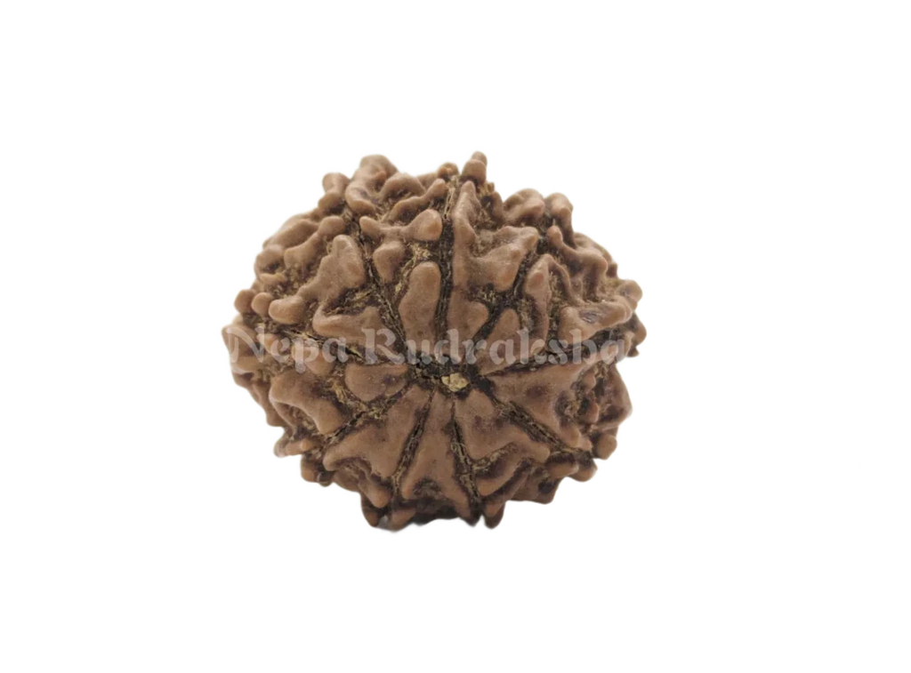 9 Mukhi (Regular) Rudraksha