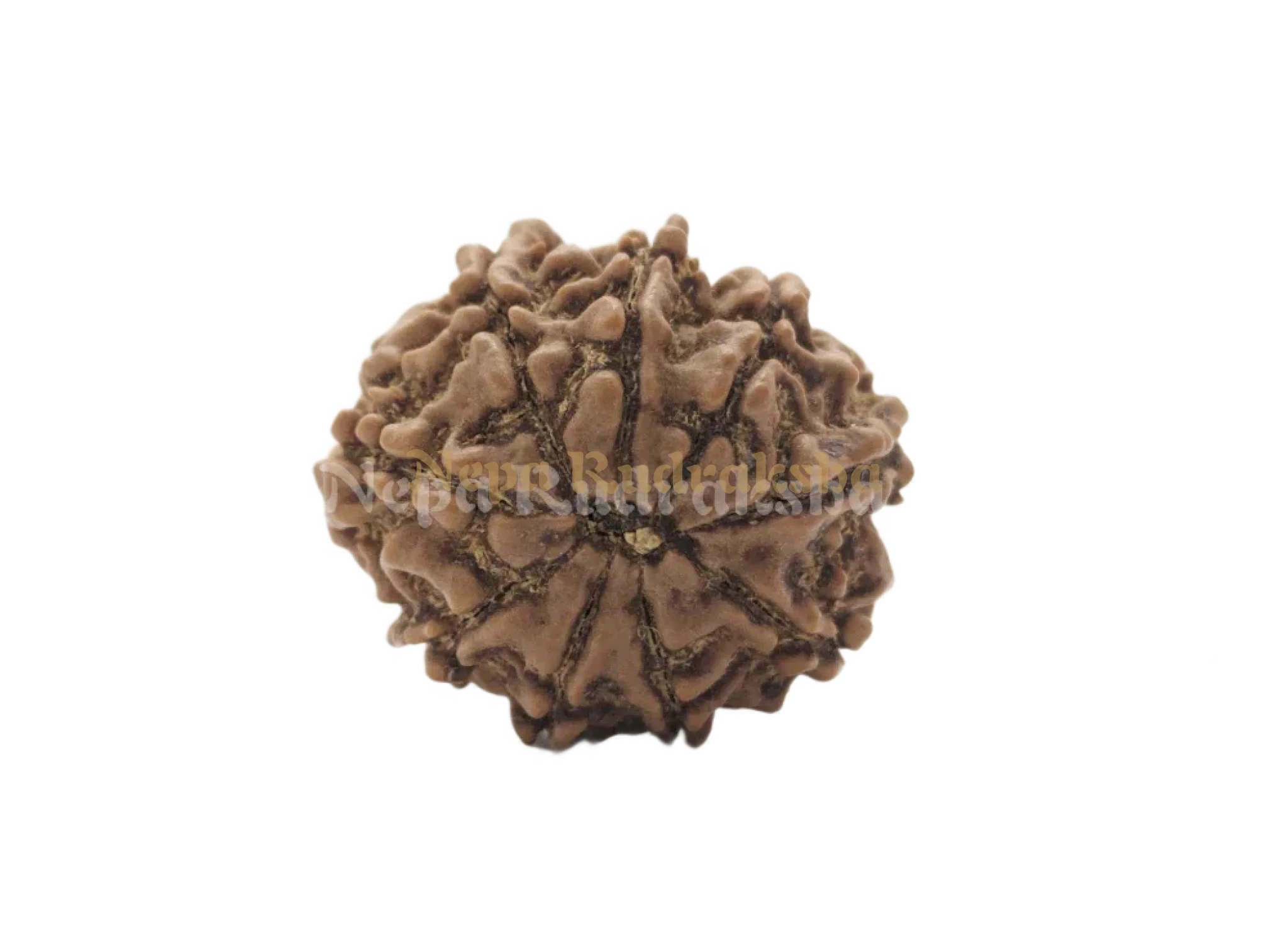 9 Mukhi (Regular) Rudraksha