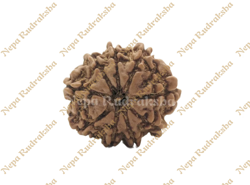 9 Mukhi (Regular) Rudraksha