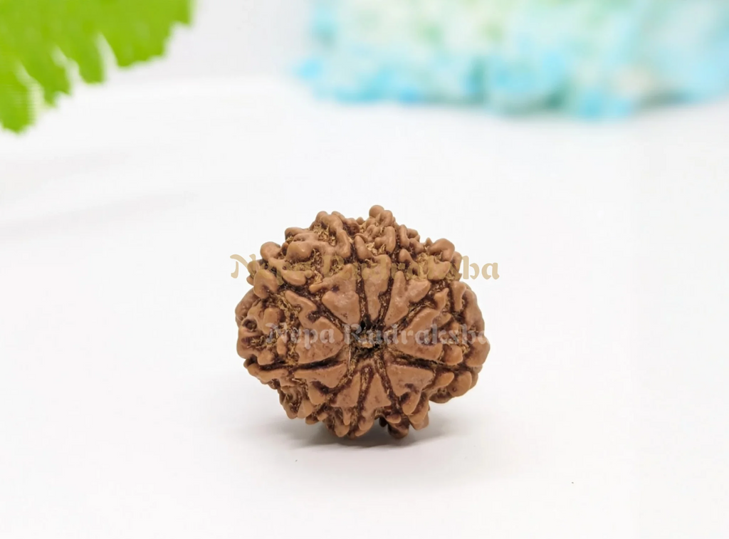 9 Mukhi (Regular) Rudraksha