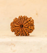 9 Mukhi