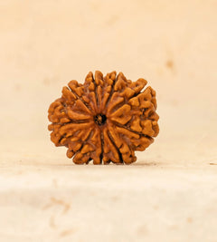 9 Mukhi