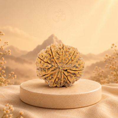 9 Mukhi (Collector) Rudraksha