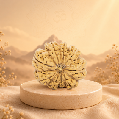 9 Mukhi (Super Collector) Rudraksha