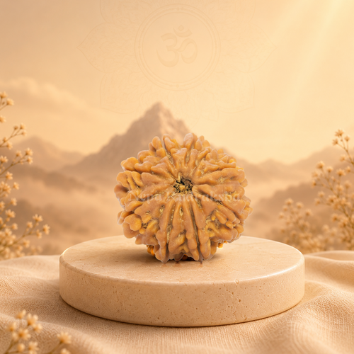 9 Mukhi (Medium) Rudraksha