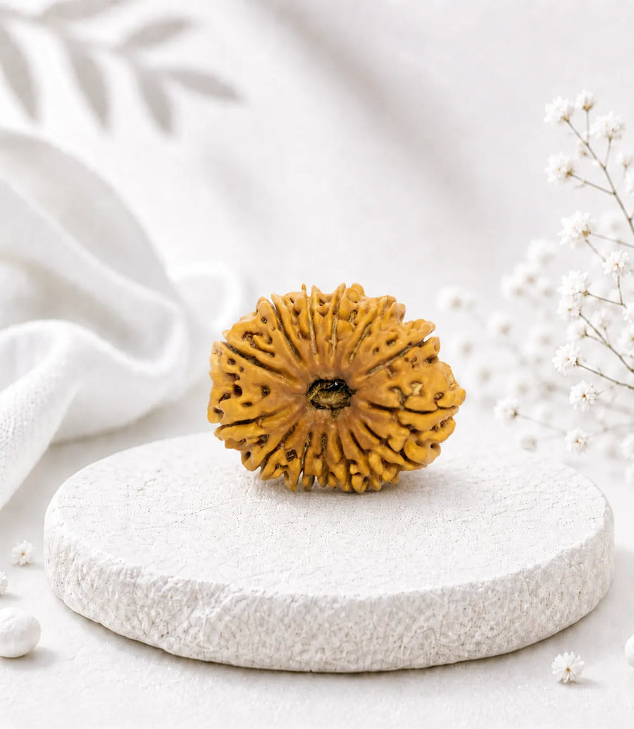 14 Mukhi Rudraksha