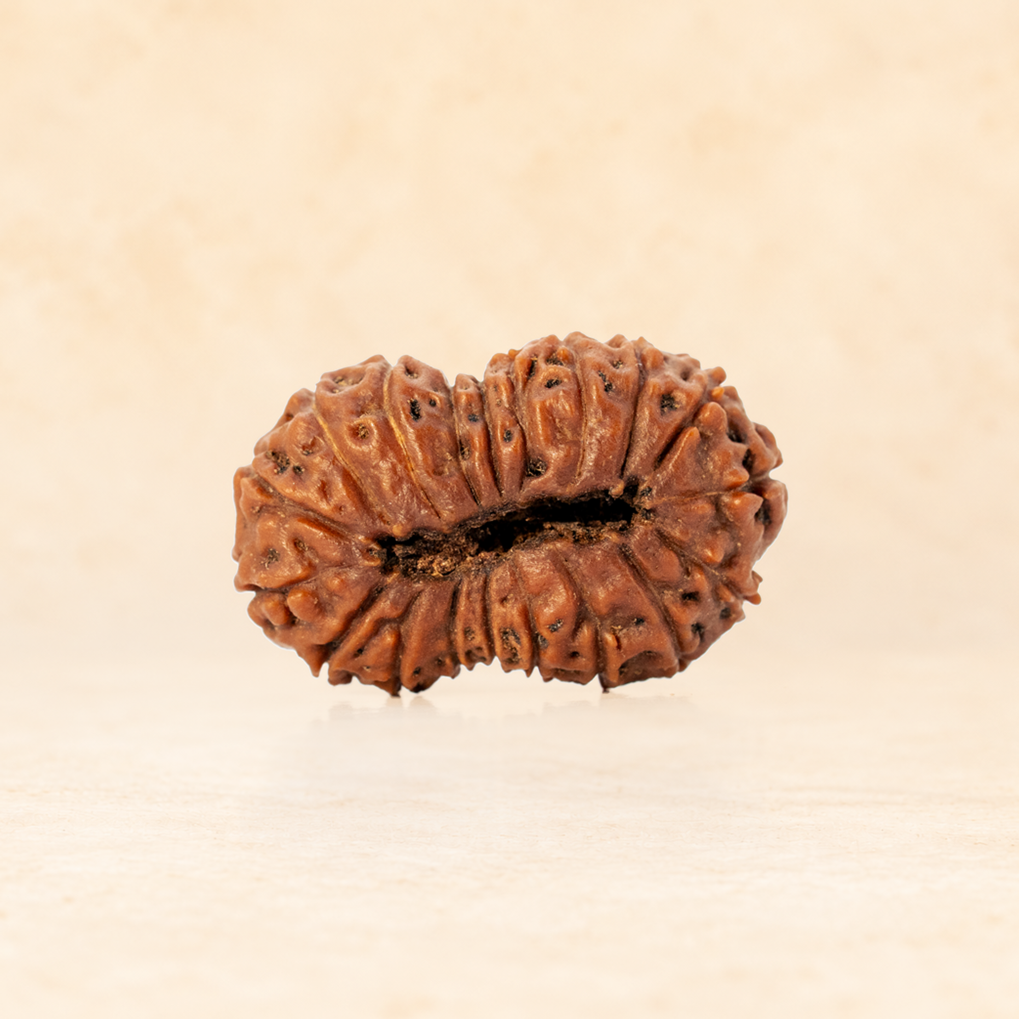 19 Mukhi Indonesian (Super Collector - 10262)