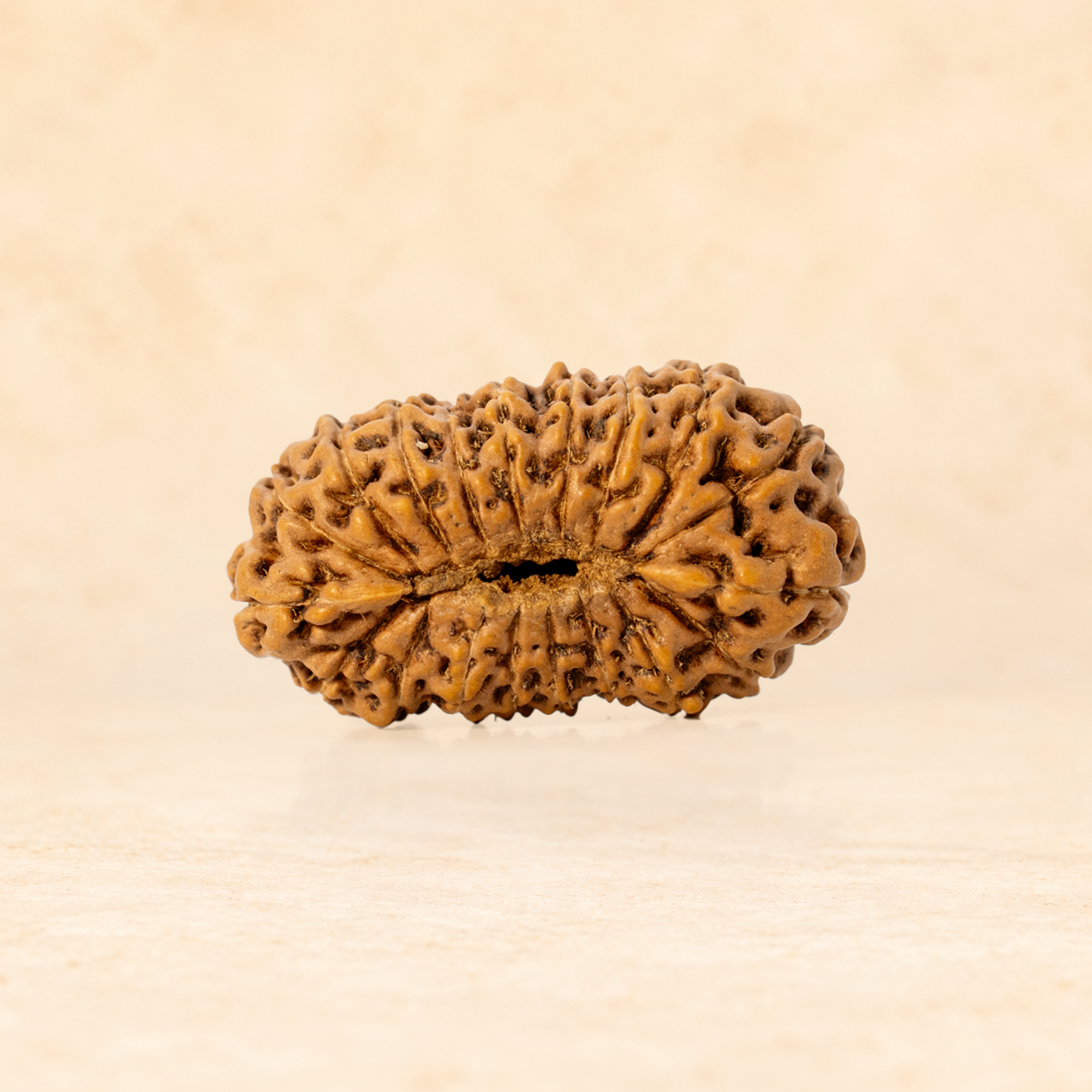 19 Mukhi Indonesian (Super Collector - 10318)