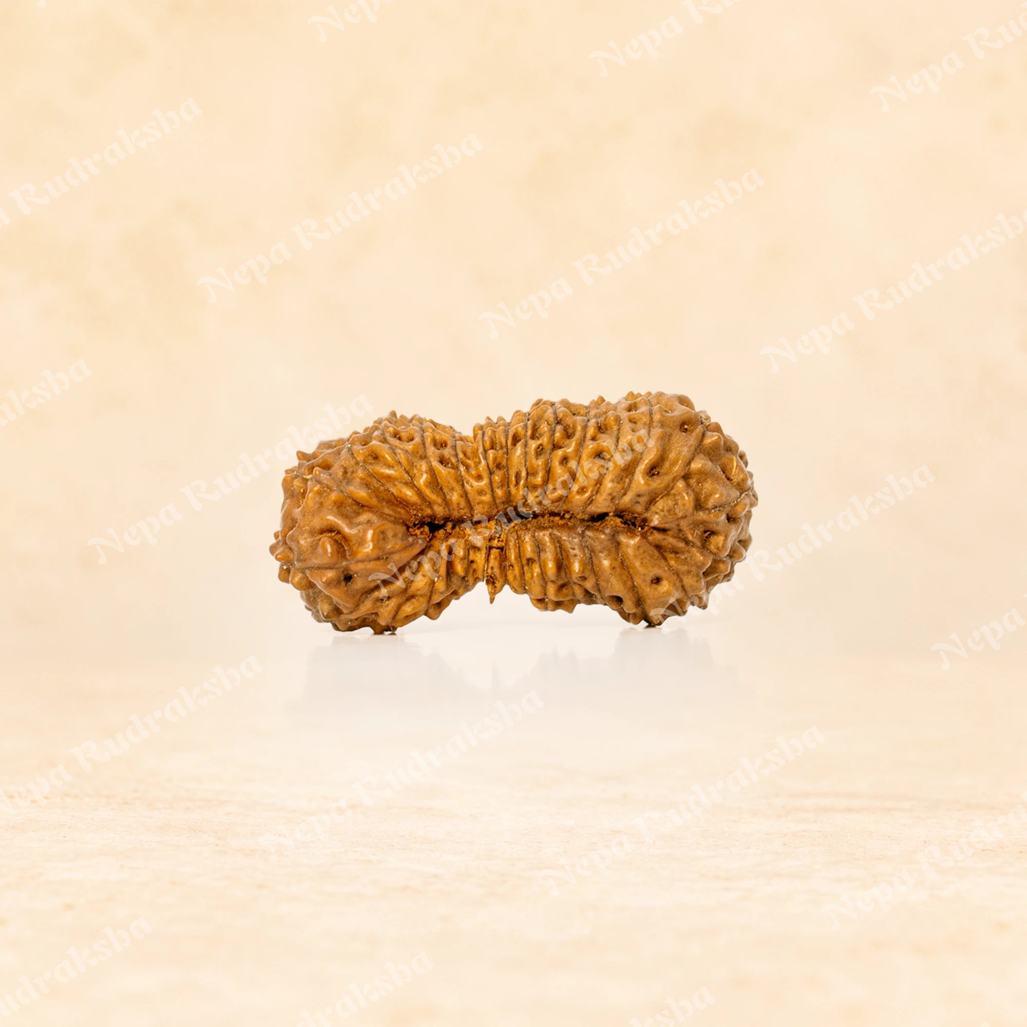 28 Mukhi Indonesian (Super Collector - 10267)