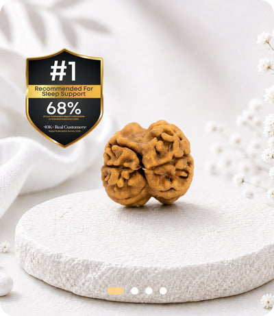 2 Mukhi (Regular) Rudraksha
