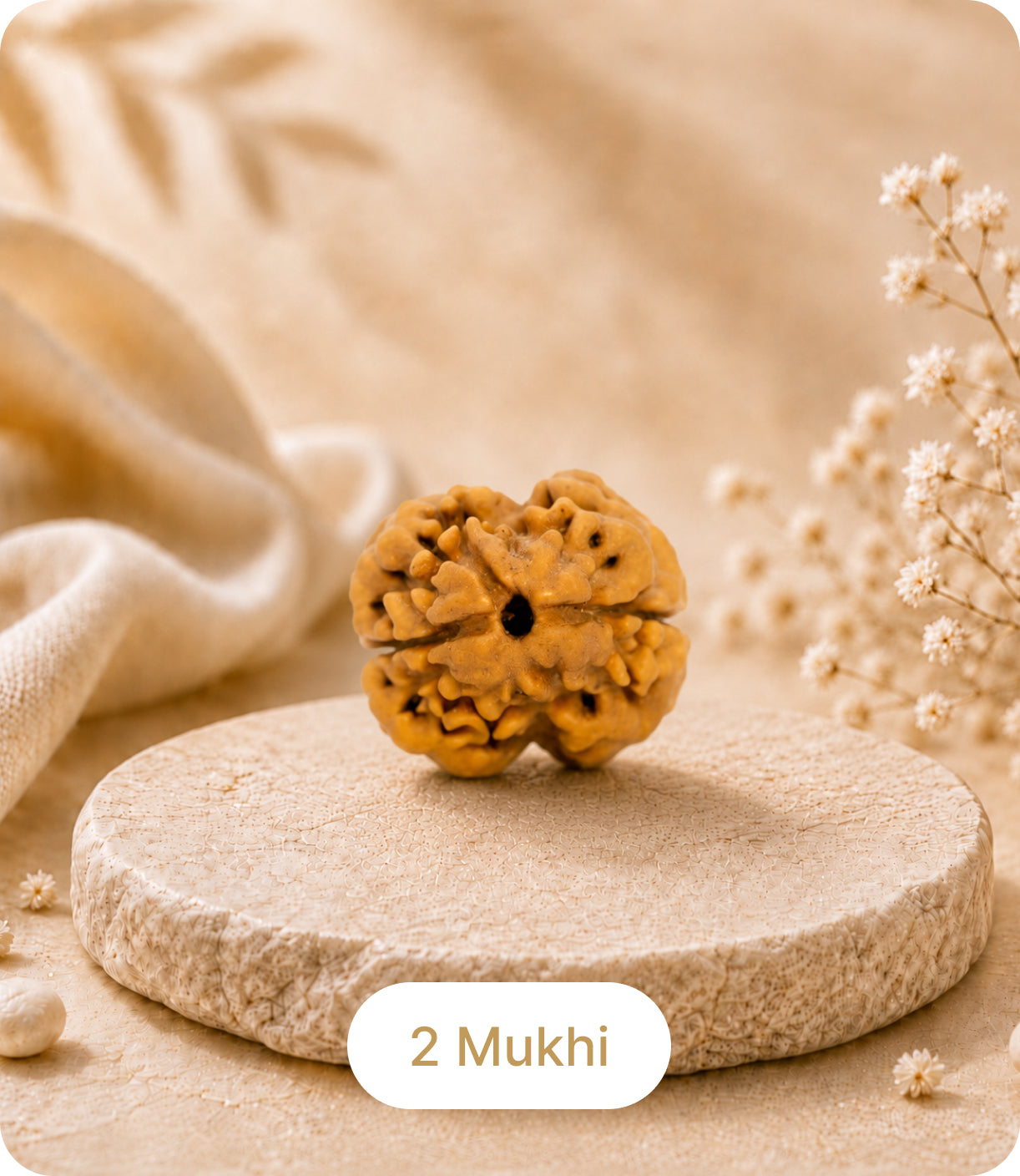 2 Mukhi Rudraksha