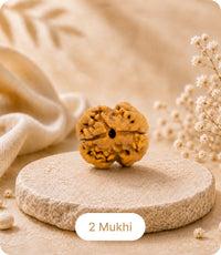 2 Mukhi (Regular) Rudraksha