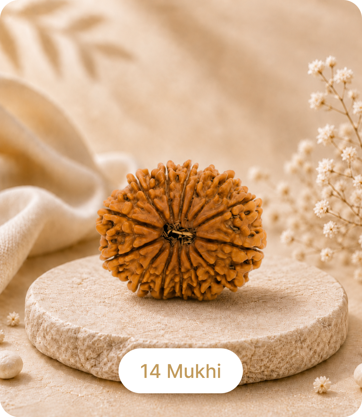 14 Mukhi (Regular)