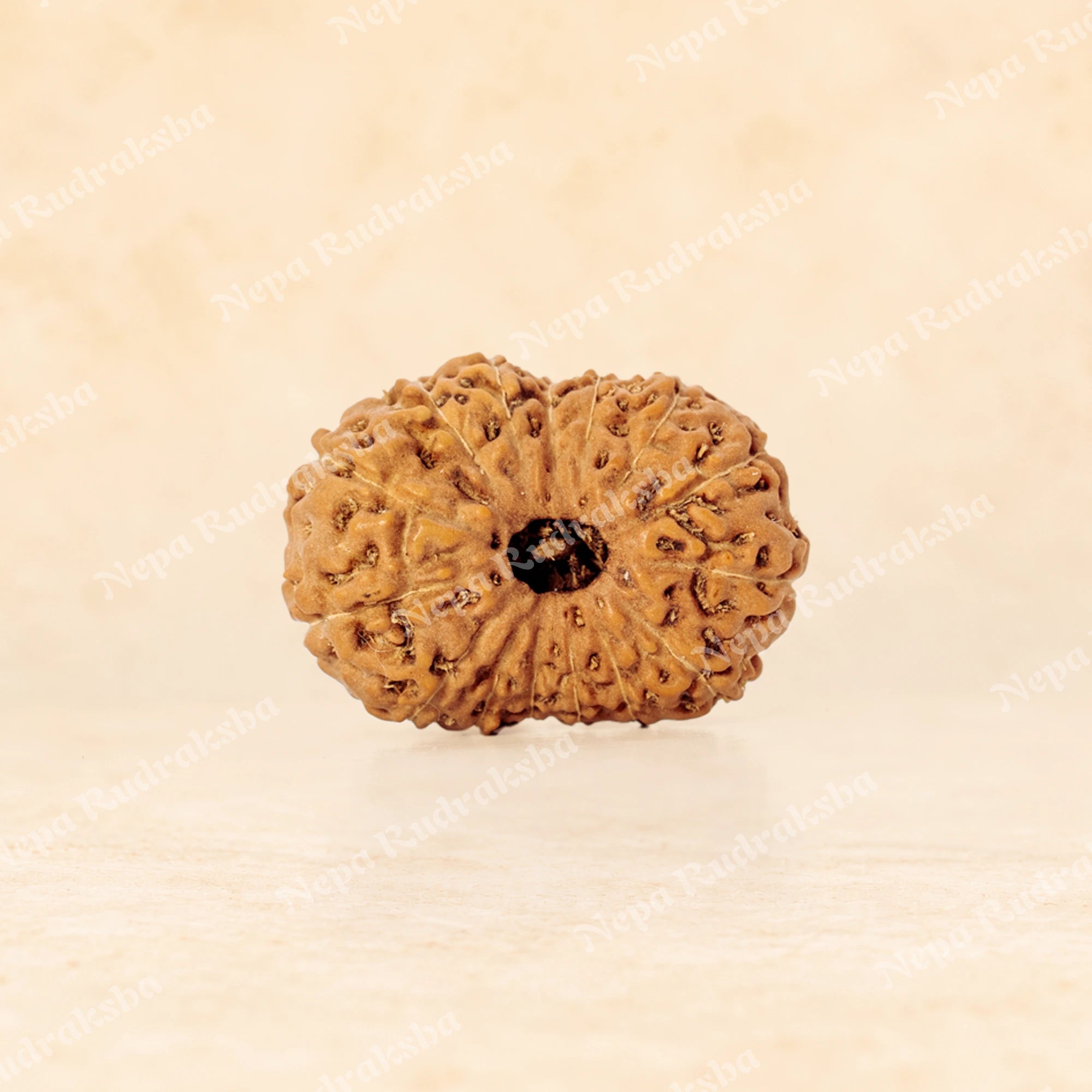 15 Mukhi Indonesian (Medium - 10489)