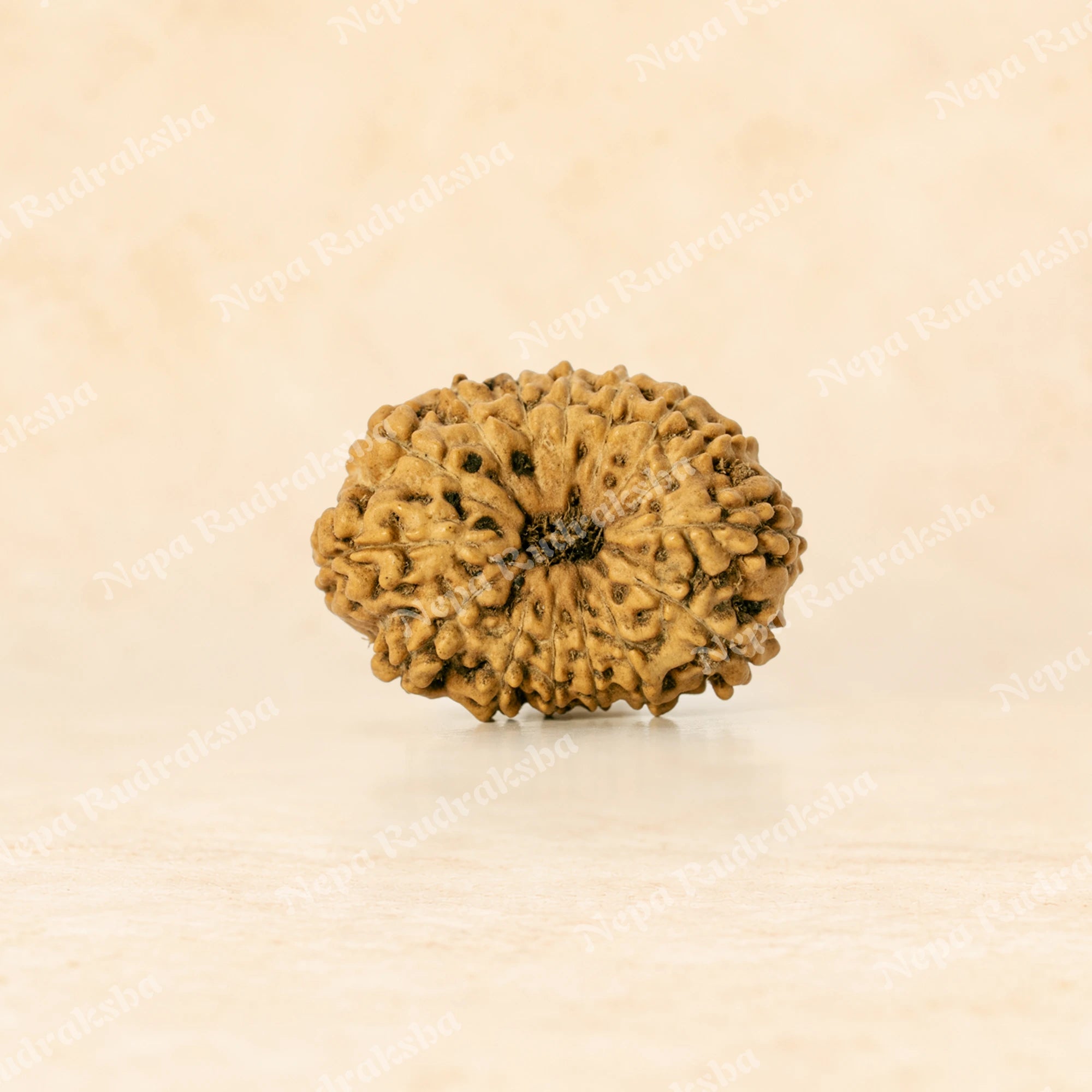 15 Mukhi Indonesian (Super Collector - 10660)