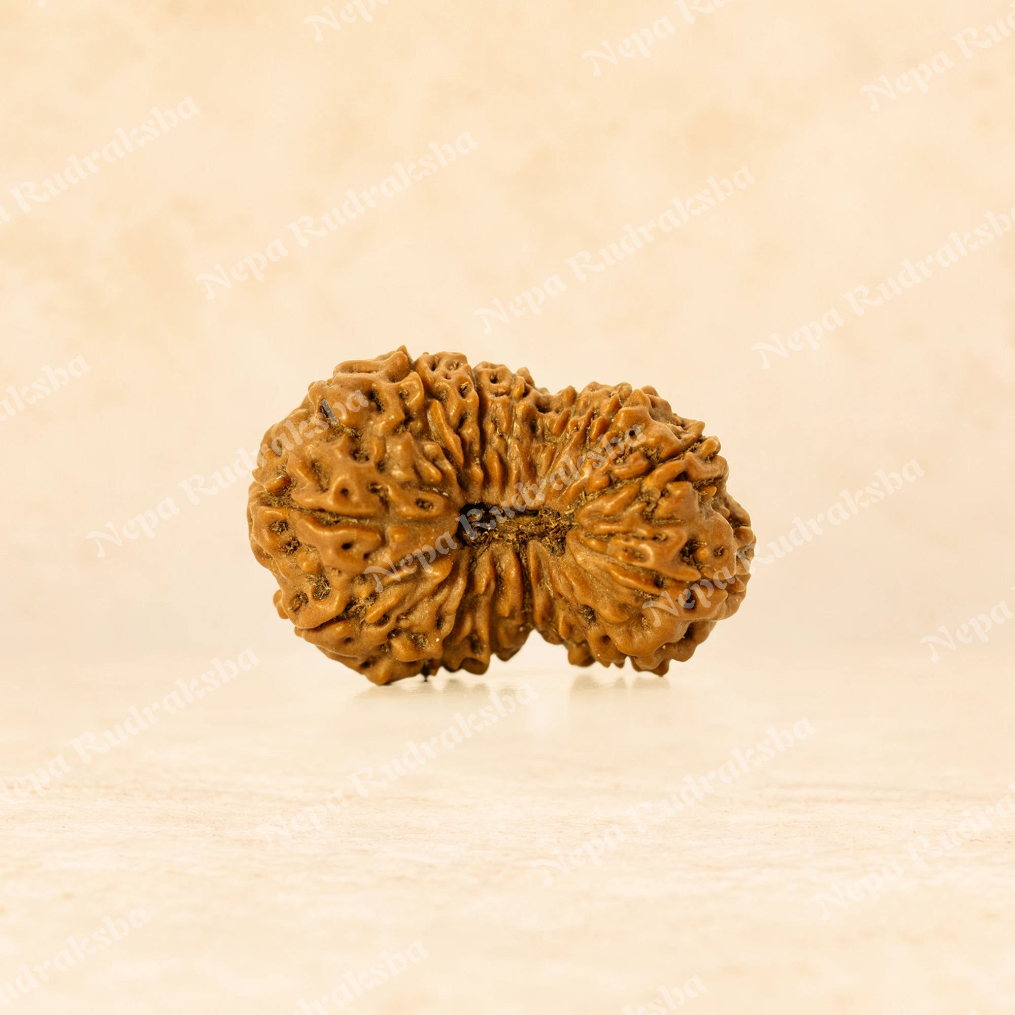 15 Mukhi Indonesian (Super Collector - 10690)