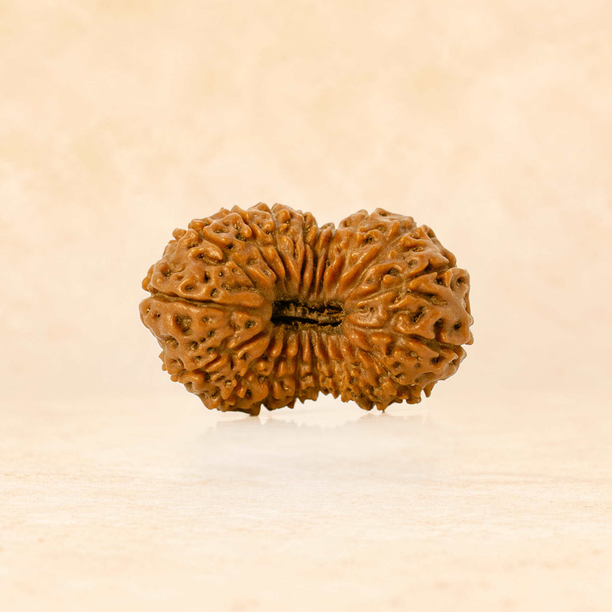 19 Mukhi Indonesian (Super Collector - 10262)