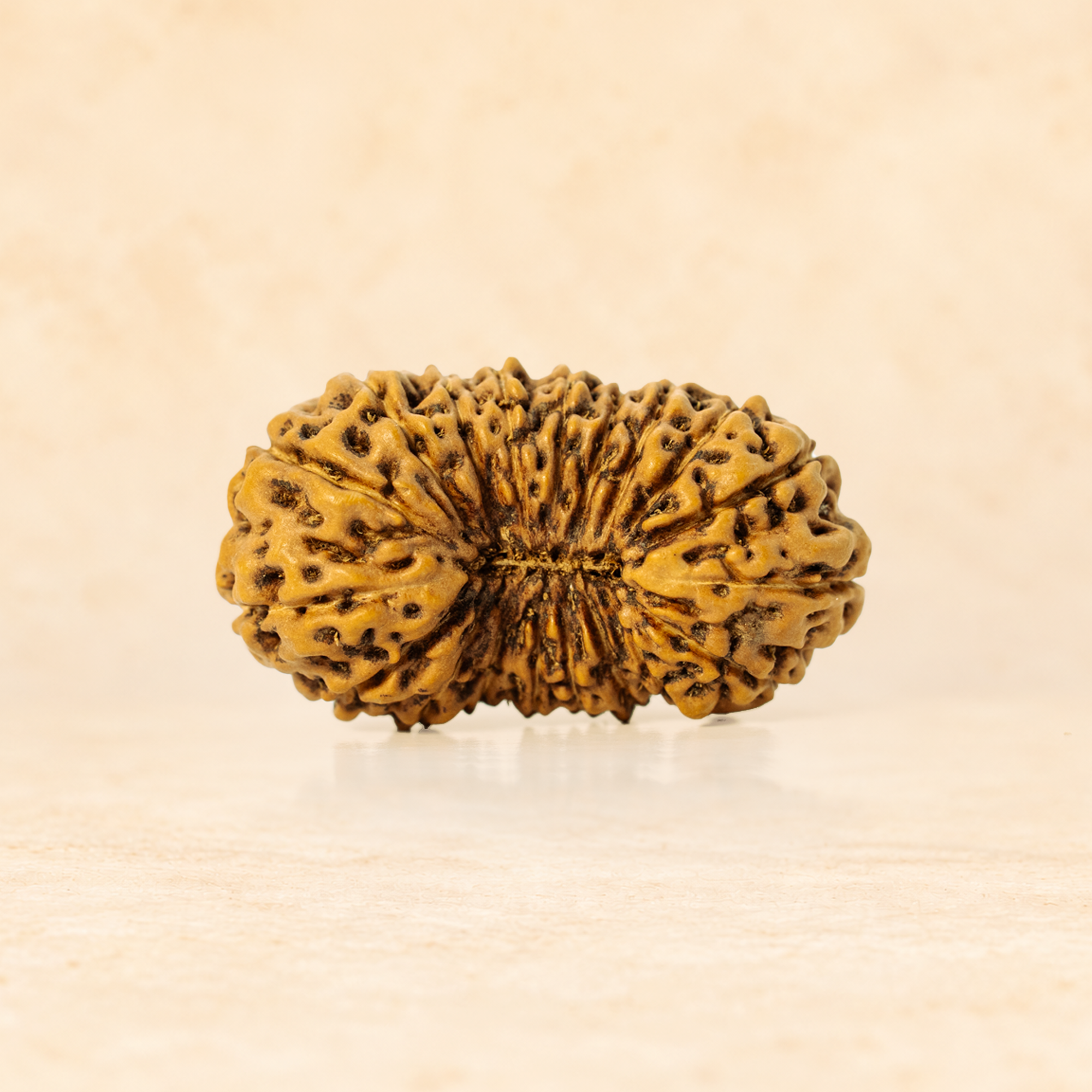 19 Mukhi Indonesian (Super Collector - 10318)