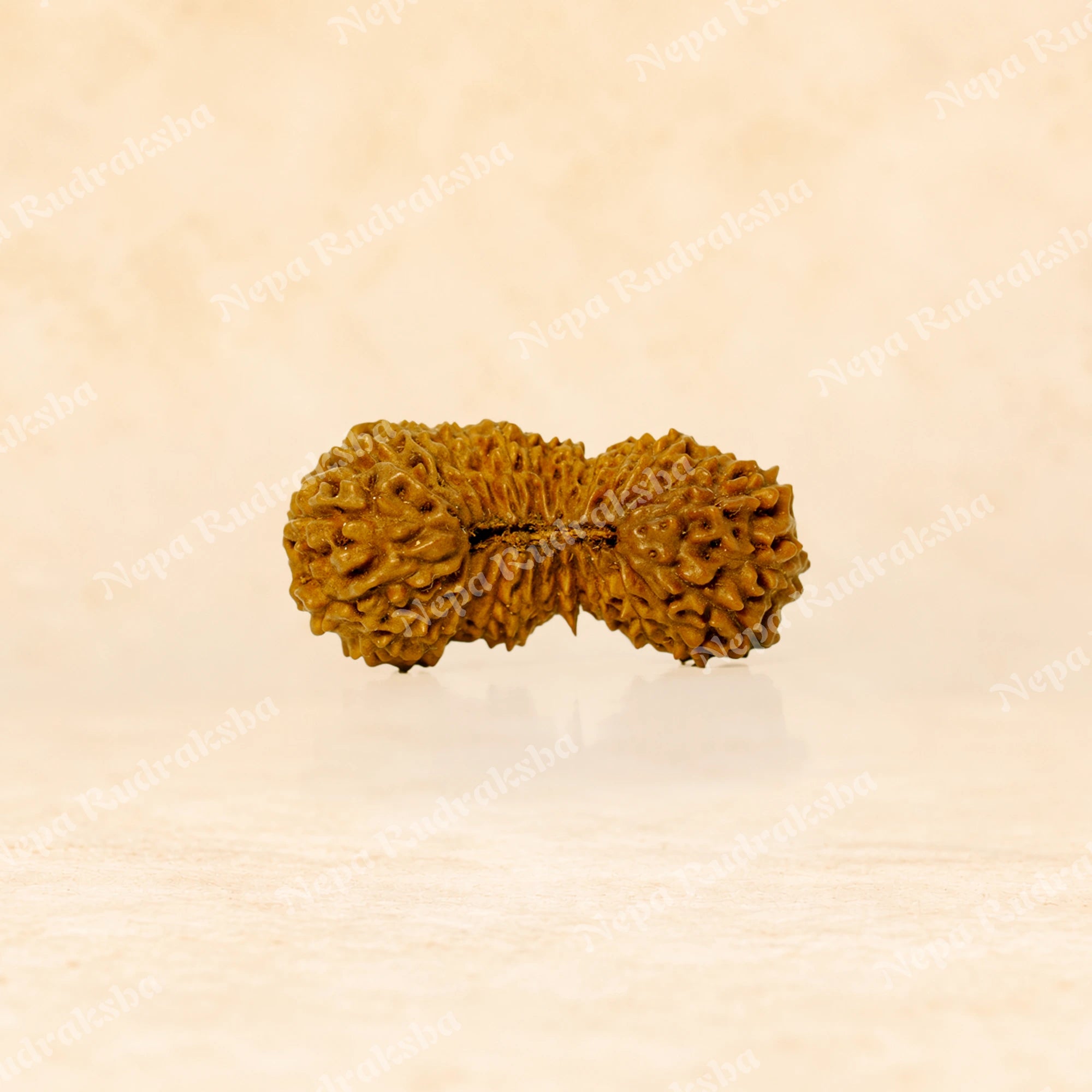 28 Mukhi Indonesian (Super Collector - 10267)
