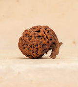 Ganesh Rudraksha