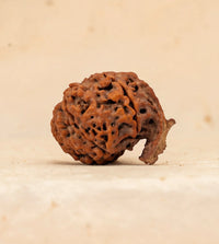 Ganesh Rudraksha