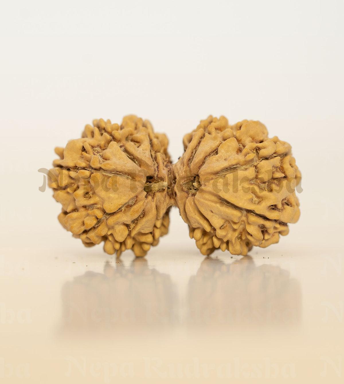 Gauri Shankar Rudraksha