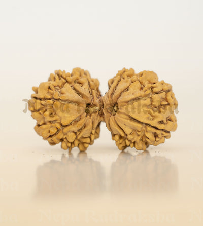Gauri Shankar Rudraksha