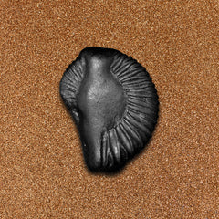 Krishna Shaligram