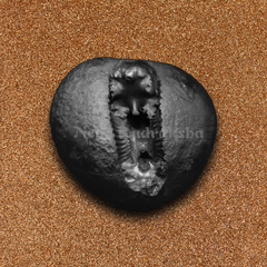 Laxmi Narayan Shaligram