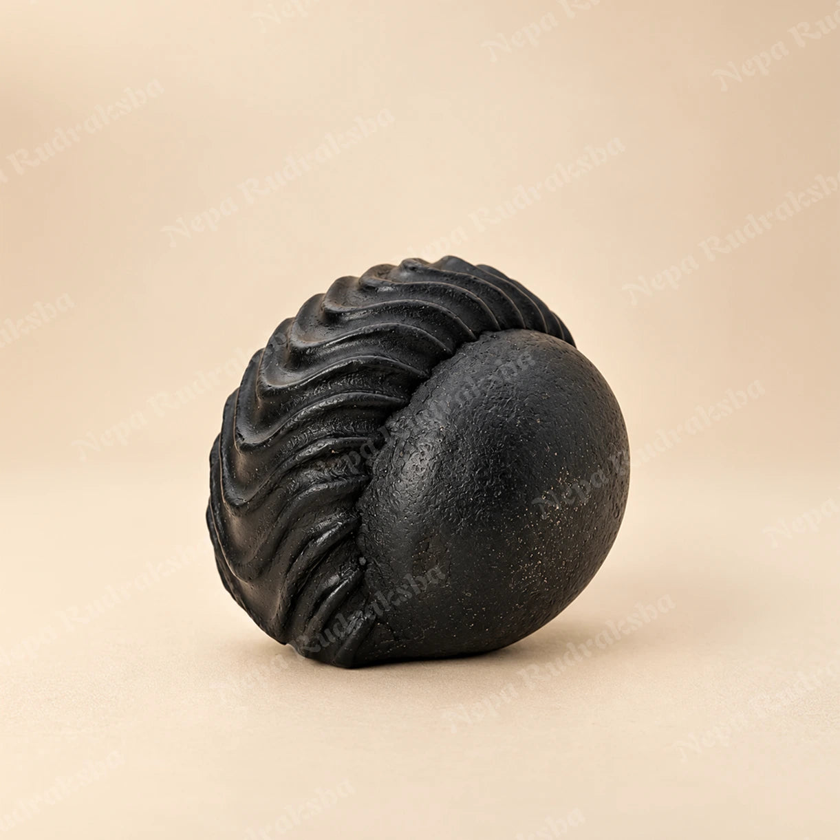 Laxmi Shaligram