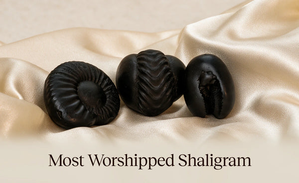 Most Worshipped Shaligrams
