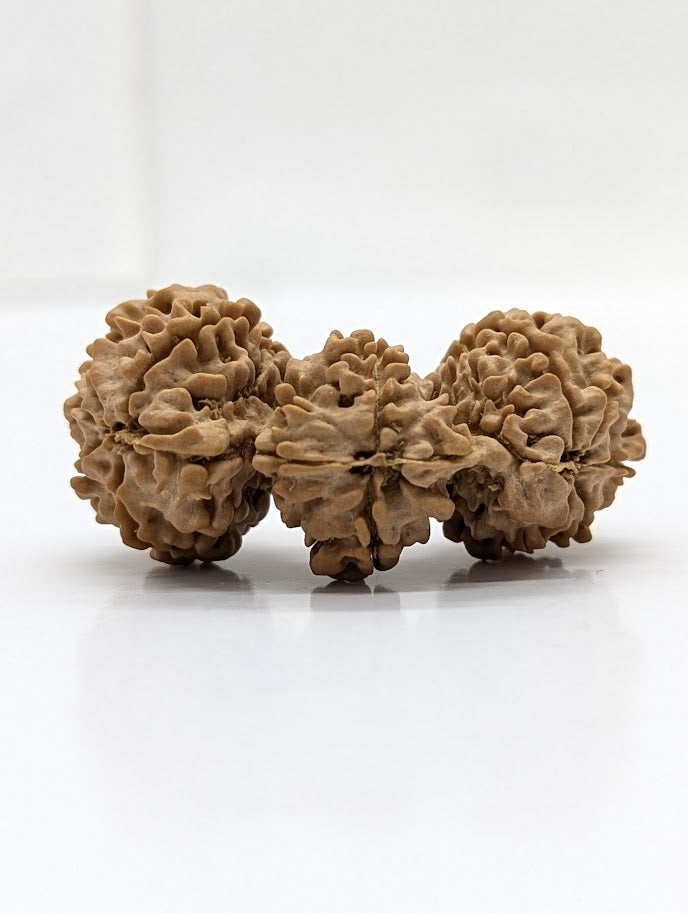 Nepali Trijuti Rudraksha (back)