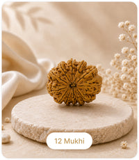 12 Mukhi (Regular)