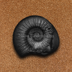 Sudarshan Shaligram