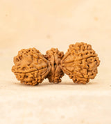 Trijuti