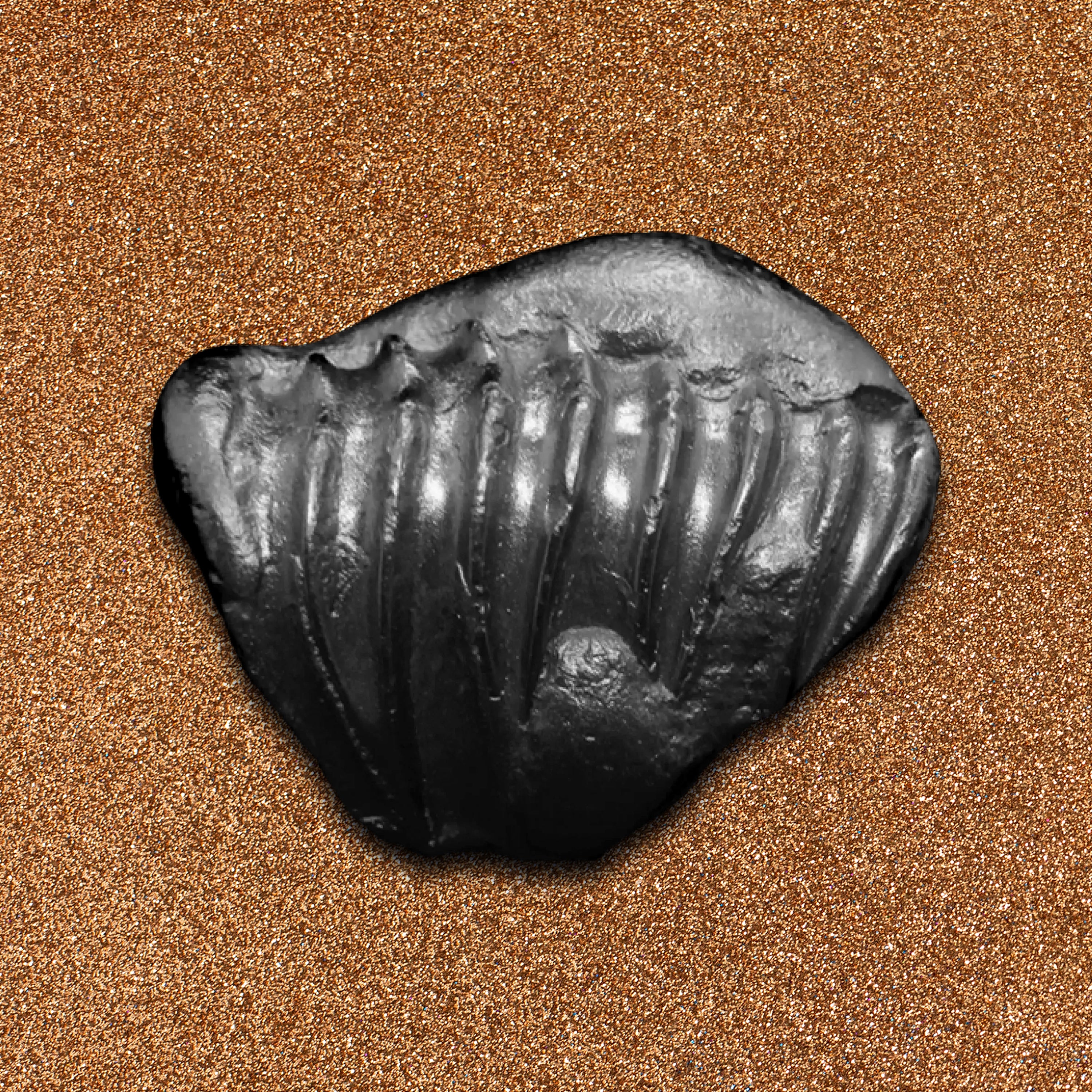 Shelligram Sea Shell Buy Original Shaligram from Nepal | Gandaki River Shaligram