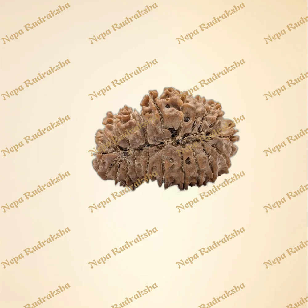 21 Mukhi (Medium - 11141)