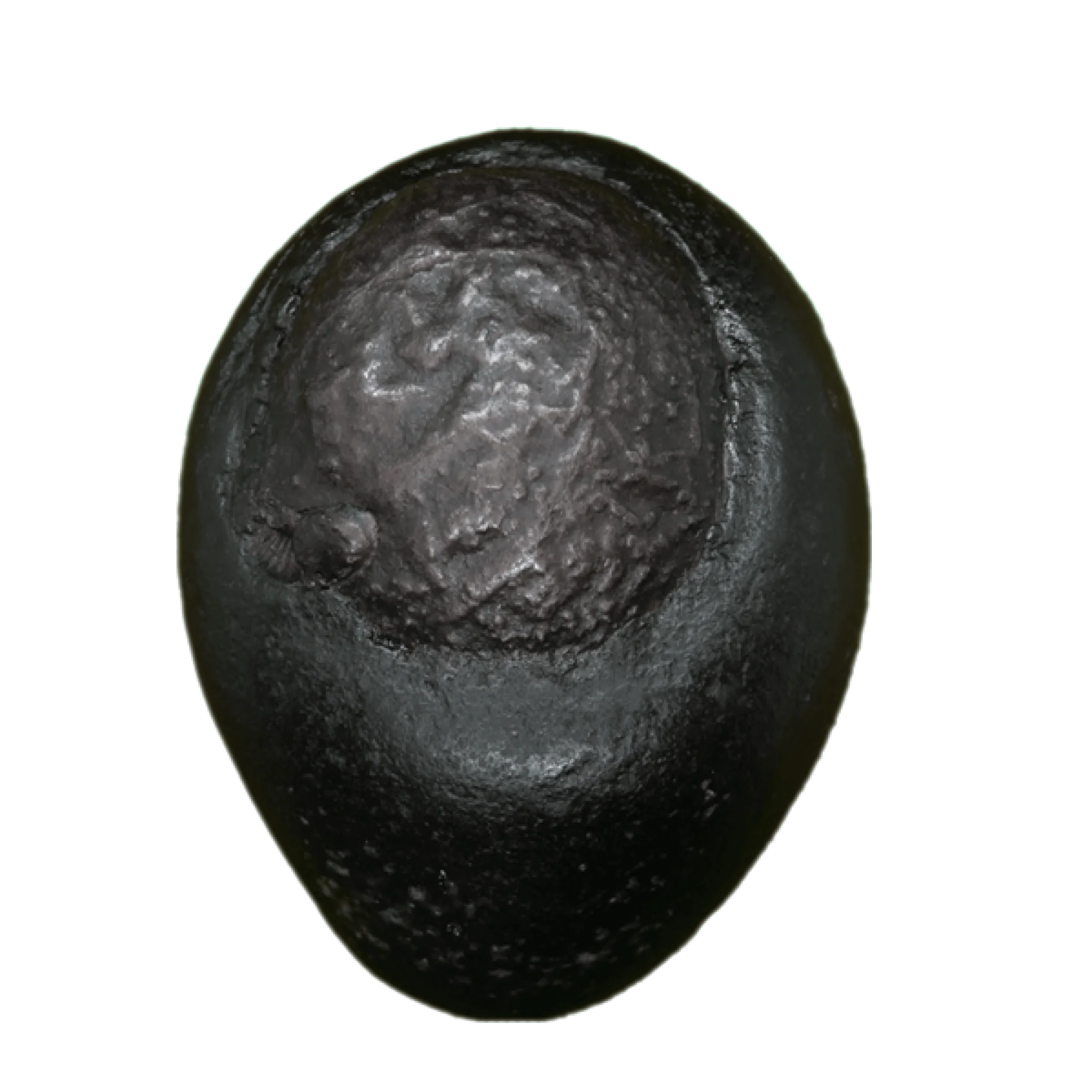 Buddha Shaligram