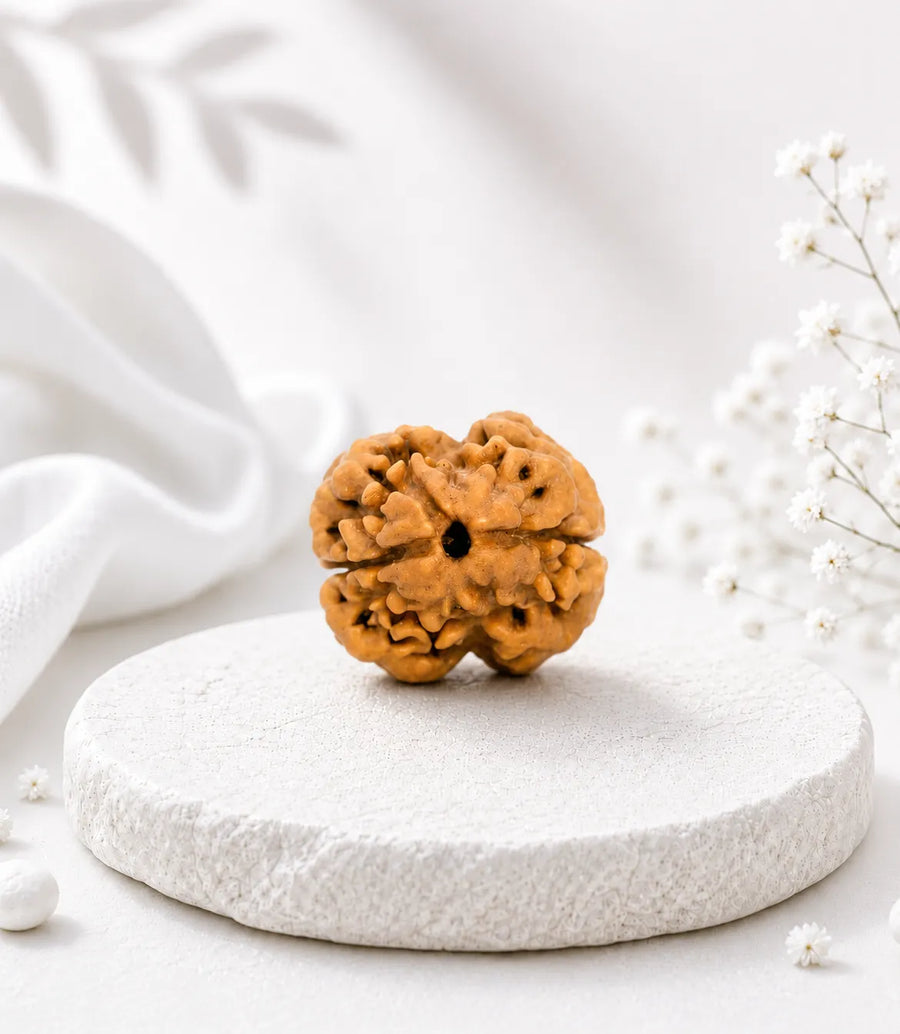 2 Mukhi Rudraksha